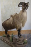 Really Pretty Lifesize Tahr on Rock Base TAXIDERMY