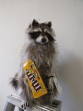 Lifesize Raccoon w/M&Ms TAXIDERMY