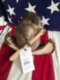 Muskrat in a Canoe New Taxidermy 12 inches long x 10 inches tall