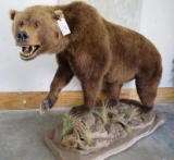 VERY NICE Lifesize Brown Bear on Base TAXIDERMY