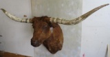 NICE Longhorn Sh Mt TAXIDERMY