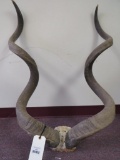 Kudu Euro Mt TAXIDERMY