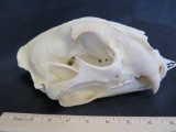 LEOPARD SKULL *TX RESIDENTS ONLY* TAXIDERMY