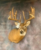 Whitetail Sh Mt TAXIDERMY