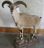 Lifesize Blue Sheep on Base TAXIDERMY