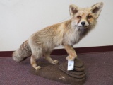 Lifesize Fox on Base TAXIDERMY