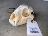 Leopard Skull TAXIDERMY *FLORIDA RESIDENTS ONLY*