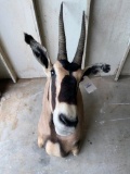 Fringe Eared Oryx. TAXIDERMY *FLORIDA RESIDENTS ONLY*