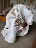 Elephant Skull TAXIDERMY *FLORIDA RESIDENTS ONLY*