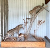BEAUTIFUL Double Lifesize Leopard Tree w/Lifesize Grysbok TAXIDERMY *FLORIDA RESIDENTS ONLY*