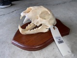 Leopard Skull on Plaque TAXIDERMY *FLORIDA RESIDENTS ONLY*