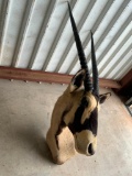 Gemsbok Sh Mt TAXIDERMY