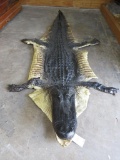 SUPER COOL Alligator Hide TAXIDERMY