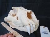 SUPER RARE TIGER SKULL *TX RESIDENTS ONLY* TAXIDERMY