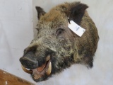 Really Nice Russian Boar Sh Mt TAXIDERMY