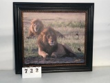 CANVAS PHOTO By H. HALE -2 MALE LIONS -IMAGE IS 20