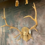 Big Elk Horn Mt TAXIDERMY