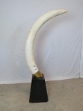 FANTASTIC ELEPHANT TUSK FROM A ONE TUSK ELEPHANT *TX RESIDENTS ONLY*