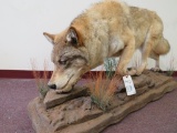 SUPER COOL LIFESIZE MONGOLIAN WOLF TAXIDERMY