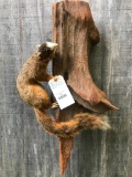 New White-nose FOX SQUIRREL life-size Taxidermy mount on driftwood base