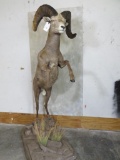 LEAPING LIFESIZE NEW MEXICO DESERT SHEEP TAXIDERMY