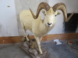 LIFESIZE DALL SHEEP ON BASE TAXIDERMY