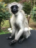 SUPER CUTE LIFESIZE VERVET MONKEY TAXIDERMY