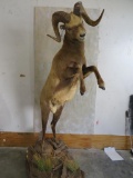 LIFESIZE LEAPING SNOW SHEEP ON BASE TAXIDERMY