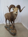 LIFESIZE STONE SHEEP ON BASE TAXIDERMY