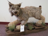 Beautiful Lifesize LYNX ON BASE TAXIDERMY