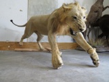 REALLY NICE LIFESIZE LION *TX RESIDENTS ONLY* TAXIDERMY