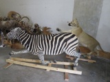 SUPER AWESOME Lifesize Lioness Catching Lifesize Zebra *TX RESIDENTS ONLY* TAXIDERMY