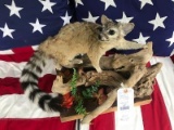 New -Beautiful - TEXAS Ring-tailed Cat life-size Taxidermy mount on natural looking base