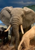 REALLY COOL 1/2 Body Elephant *US RESIDENTS ONLY* TAXIDERMY