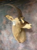 ROAN ANTELOPE SH MT TAXIDERMY