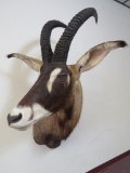 Roan Sh Mt TAXIDERMY