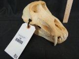 MALE BABOON SKULL