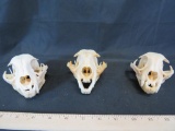 3 BOBCAT SKULLS *SOME MISSING TEETH 1 CRACKED JAW*(3x$)