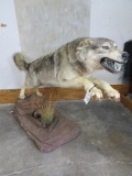 LIFESIZE LEAPING GRAY WOLF ON BASE TAXIDERMY