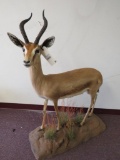 LIFESIZE GRANTS GAZELLE TAXIDERMY