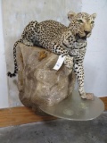 INCREDIBLE Lifesize Leopard on Rock Base *TX RESIDENTS ONLY* TAXIDERMY