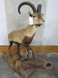 Lifesize Ronda Ibex on Base TAXIDERMY