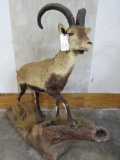 Lifesize Ronda Ibex on Base TAXIDERMY