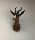 CHOCOLATE SPRINGBOK SH MT TAXIDERMY