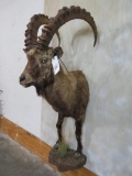 1/2 Body Ibex TAXIDERMY