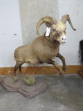 LIFESIZE SNOW SHEEP TAXIDERMY