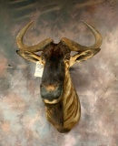 Wildebeest Sh Mt TAXIDERMY