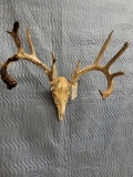 XL WHITETAIL SKULL TAXIDERMY