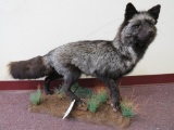 BEAUTIFUL LIFESIZE MIX FOX TAXIDERMY