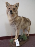 LIFESIZE COYOTE TAXIDERMY